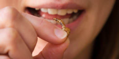 5 Fakten zum Insekten-Essen