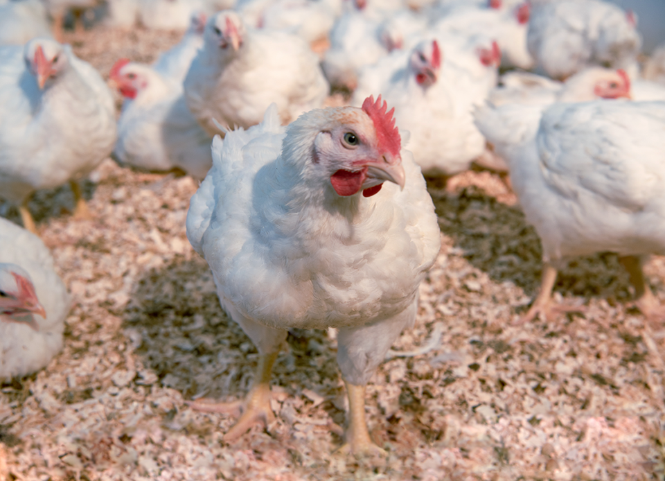 Darum feiert Diskonter Hofer unsere Bauern