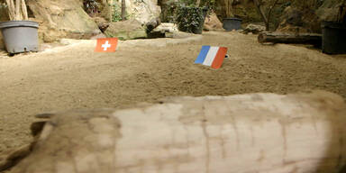 Das G&uuml;rteltier und die WM