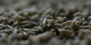 Ekel-Alarm: Schüler bekamen Suppe mit Motten