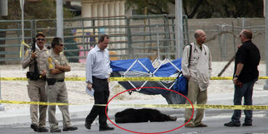 Sheriffs erschießen Schimpansen in Vegas