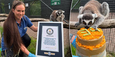 Ältester Lemur der Welt feiert seinen 39. Geburtstag