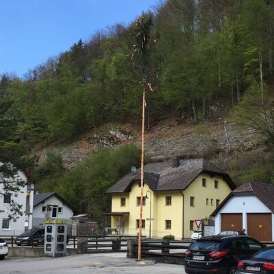 Maibaum in Auggenthal