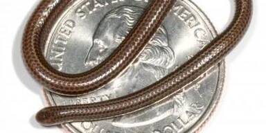 Barbados-Fadenschlange