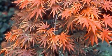 Leuchtende Farben mit japanische Ahorn-Arten