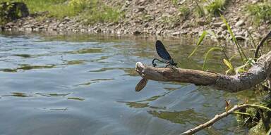 Großeinsatz: Firmen-Chef entsorgte 150 Liter Öl in Bach