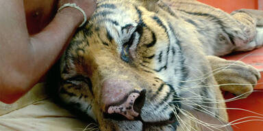 Life of Pi: Schiffbruch mit Tiger