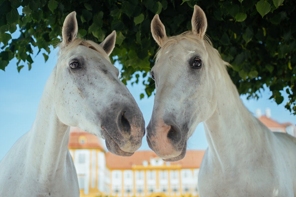 Schloss Hof: Pferdefest im imperialen Ambiente