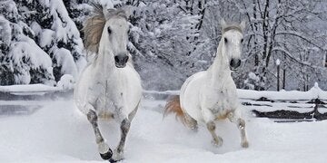 Lippizzanerzucht im Bio- und Wellnesshotel Stanglwirt