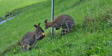 Ausgeb&uuml;xtes K&auml;nguru kehrte freiwillig zu Besitzer zur&uuml;ck