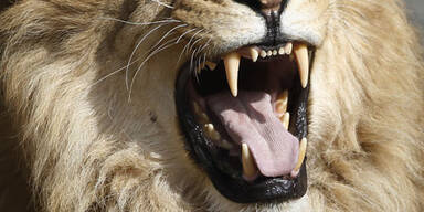 L&ouml;we (Symbolfoto)