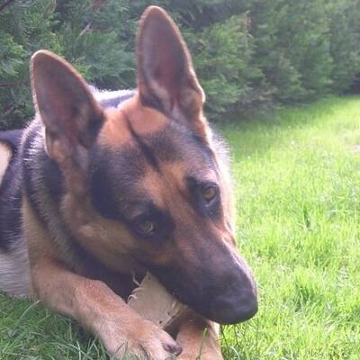 Hundewahl - Lennox, 14 Moante