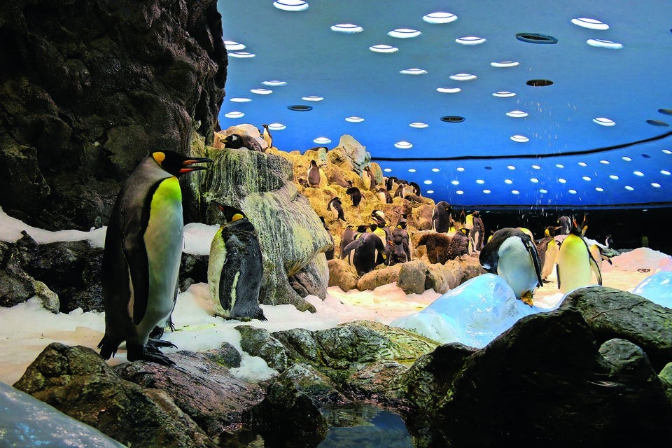 Kanaren: Erlebnisse für Familien