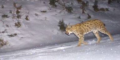 Sensation: Luchse am Schneeberg gesichtet
