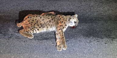 Auto-Lenker &uuml;berf&auml;hrt Luchs und begeht Fahrerflucht