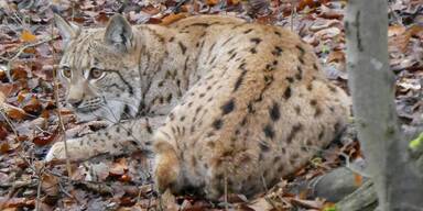 Luchsprojekt in Kalkaplen vor dem Neustart