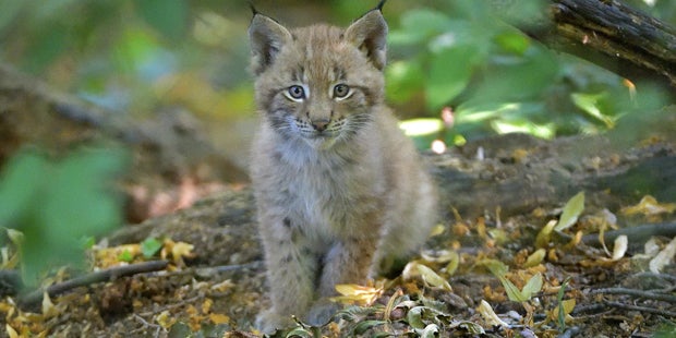 Luchs