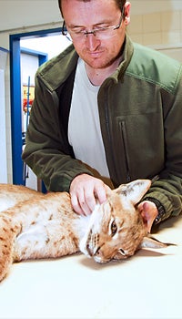 Ausgerissener Luchs wieder eingefangen