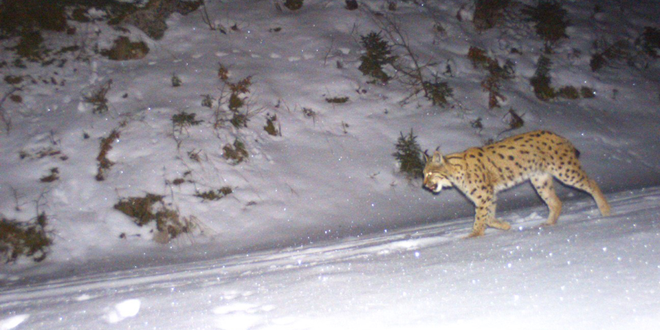 Unsere Tiere - Tierschutz-CH - Luchs, Rax, Hochschwabgebiet 1 - 960x480