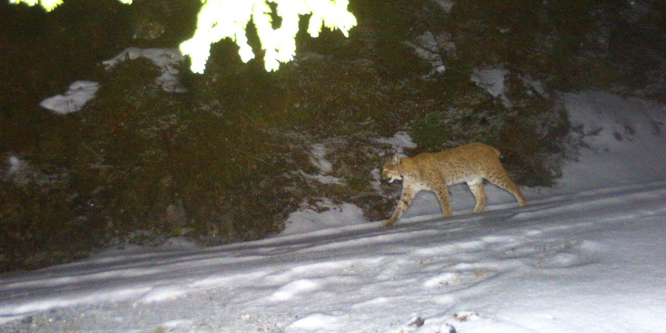 Unsere Tiere - Tierschutz-CH - Luchs, Rax, Hochschwabgebiet 2 - 960x480