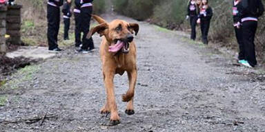 Hund läuft Halbmarathon: Medaille gewonnen