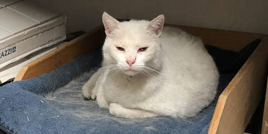 Gefangene retten ihren H&auml;fen-Kater