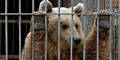 Happy End für "Simba" und "Lula" aus Zoo in Mosul