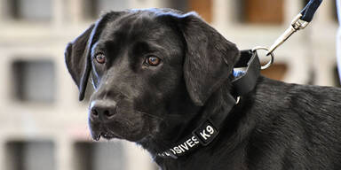 Lulu ist arbeitslos: CIA feuert Hund