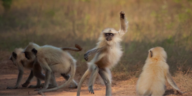 Lustigste Tierfotos (2).png