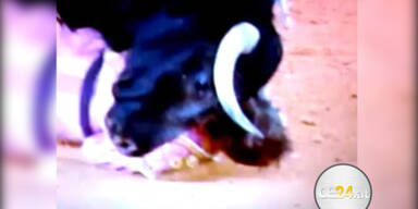 Stier rammt Torero Horn ins Gesicht