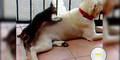 Katze verpasst Hund professionelle Massage