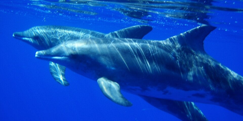 Madeira startet neu durch