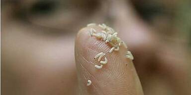 Qantas-Flug: Maden waren im Snack