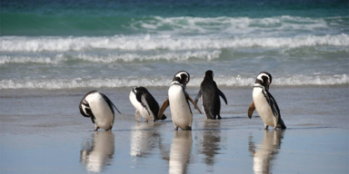 Magellan-Pinguine - Tierschutz-CH - Header - 960x480