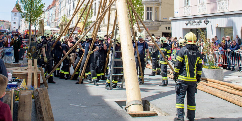 Maibaum Wels