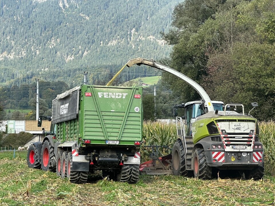 Wieder Sabotageakt auf Maisfeld: 15.000 Euro Kopfgeld für Hinweise