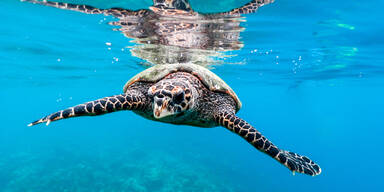 Die Malediven feiern 50 Jahre Tourismus