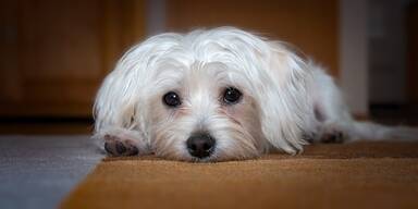 Malteser, Hund - Tierschutz-CH - Unsere Tiere - Tierqu&auml;ler - Sendung 10032019