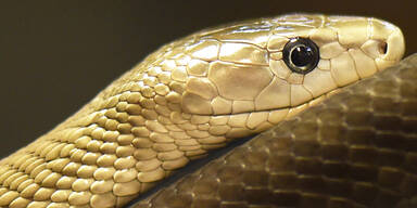 Schwarze Mamba