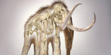 15.000 Jahre alt: Frau findet Riesen-Mammutknochen auf Dachboden