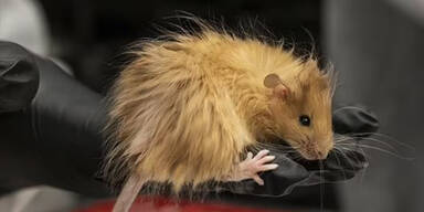 Forscher z&uuml;chten erste "Mammut-Maus" der Welt