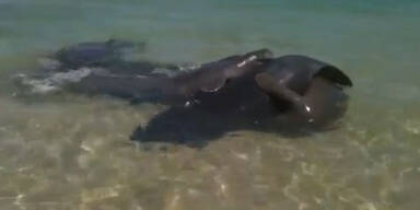 Florida: Manatees machen Flashmob