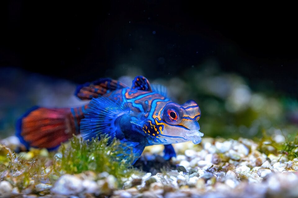 Der farbenfrohe Mandarinfisch signalisiert mit seinem Aussehen: 