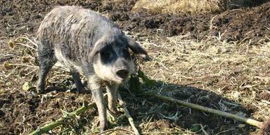 Hunde zerfetzten Ferkel von Opernball-Promi