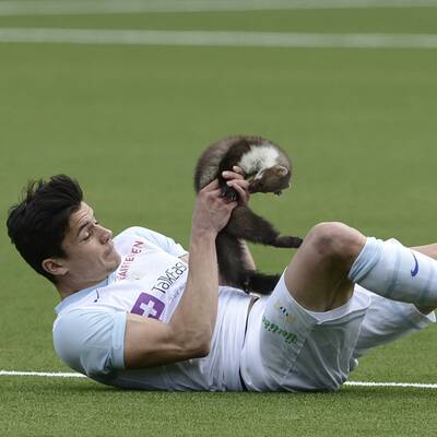 Marder stürmt Platz und beißt Spieler