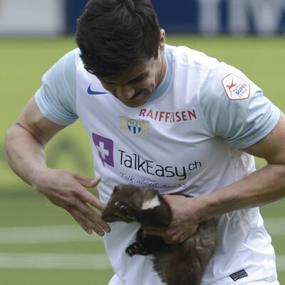 Marder stürmt Platz und beißt Spieler