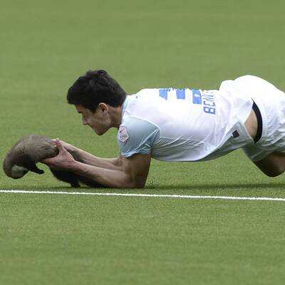 Marder stürmt Platz und beißt Spieler