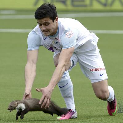 Marder stürmt Platz und beißt Spieler