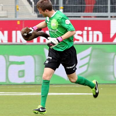 Marder stürmt Platz und beißt Spieler