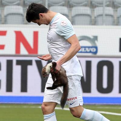 Marder stürmt Platz und beißt Spieler